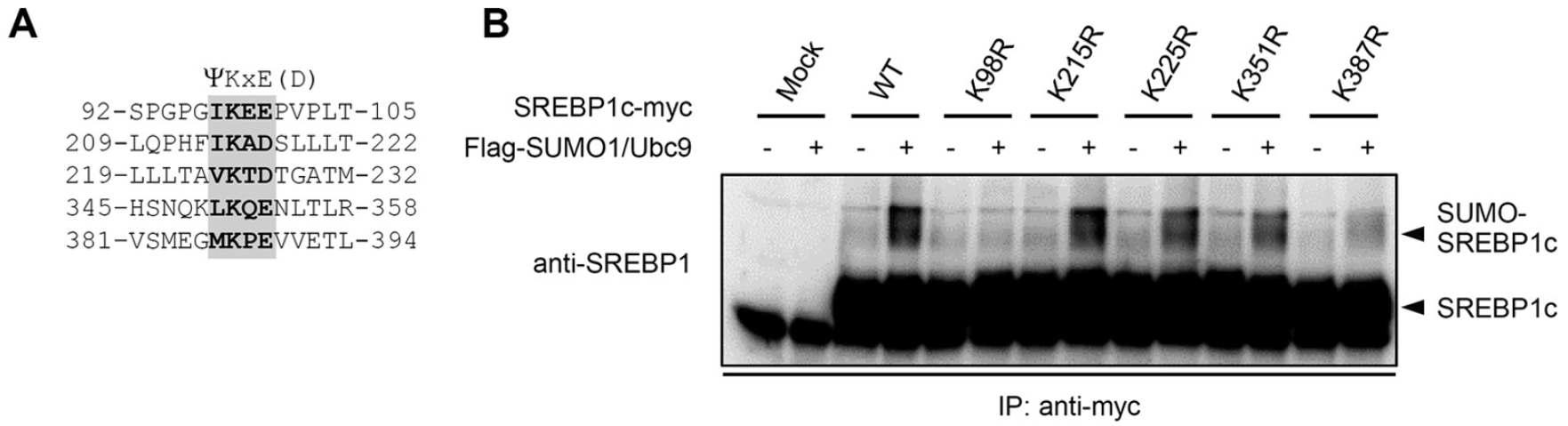 SREBP1c의 sumoylation site 분석