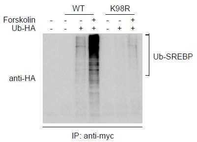 Sumoylation에 의한 SREBP1c의 단백질 안정화 변화