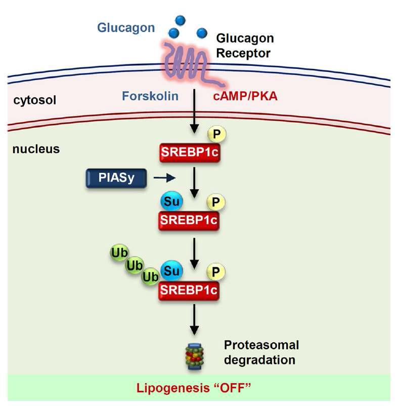 Sumoylation 에 의한 SREBP1c 활성 조절 기전 요약