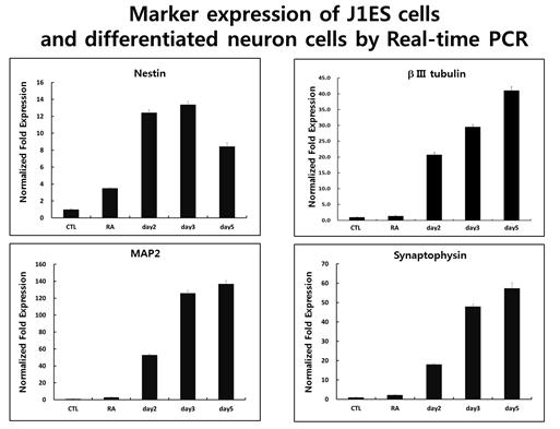 마우스 배아줄기세포의 신경세포 분화시 신경세포-특이적 유전자의 발현양 비교.