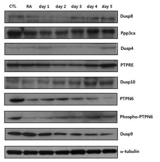 마우스배아줄기세포의 신경세포 분화 시 발현량 변화를 보인 PTP들의 단백질 발현 변화.