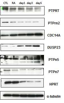 우스배아줄기세포의 신경세포 분화 시 발현량 변화를 보인 PTP들의 단백질 발현 변화.