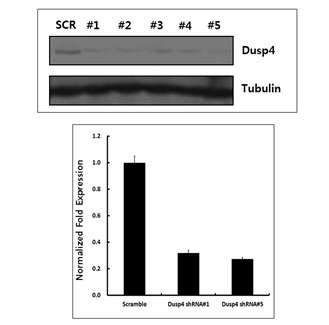J1ES 세포에 각기 다른 염기서열을 가진 DUsp4에 대한 shRNA들을 발현 시킨 후 Dusp4 단백질의 발현량을 조사한 후, #1, #3을 선택함.