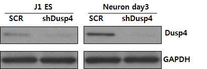 J1ES 세포의 신경세포로 분화 후 dusp4 단백질의 발현량 조사