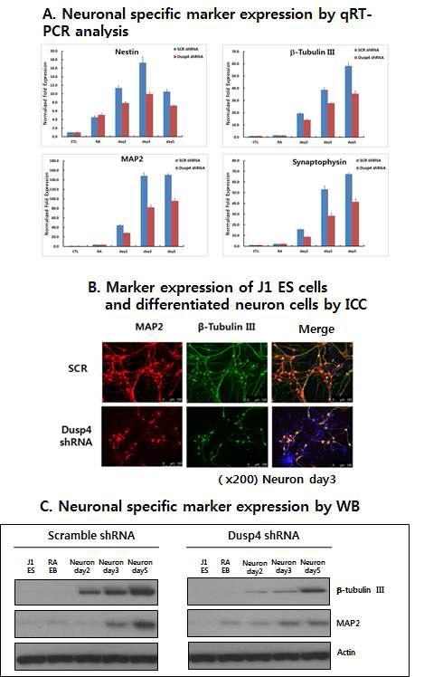 Dusp4 가 발현 억제 된 J1ES 세포를 신경세포로 분화 시킨 후, 신경세포의 특징적 단백질들의 발현 변화를 Real-time PCR