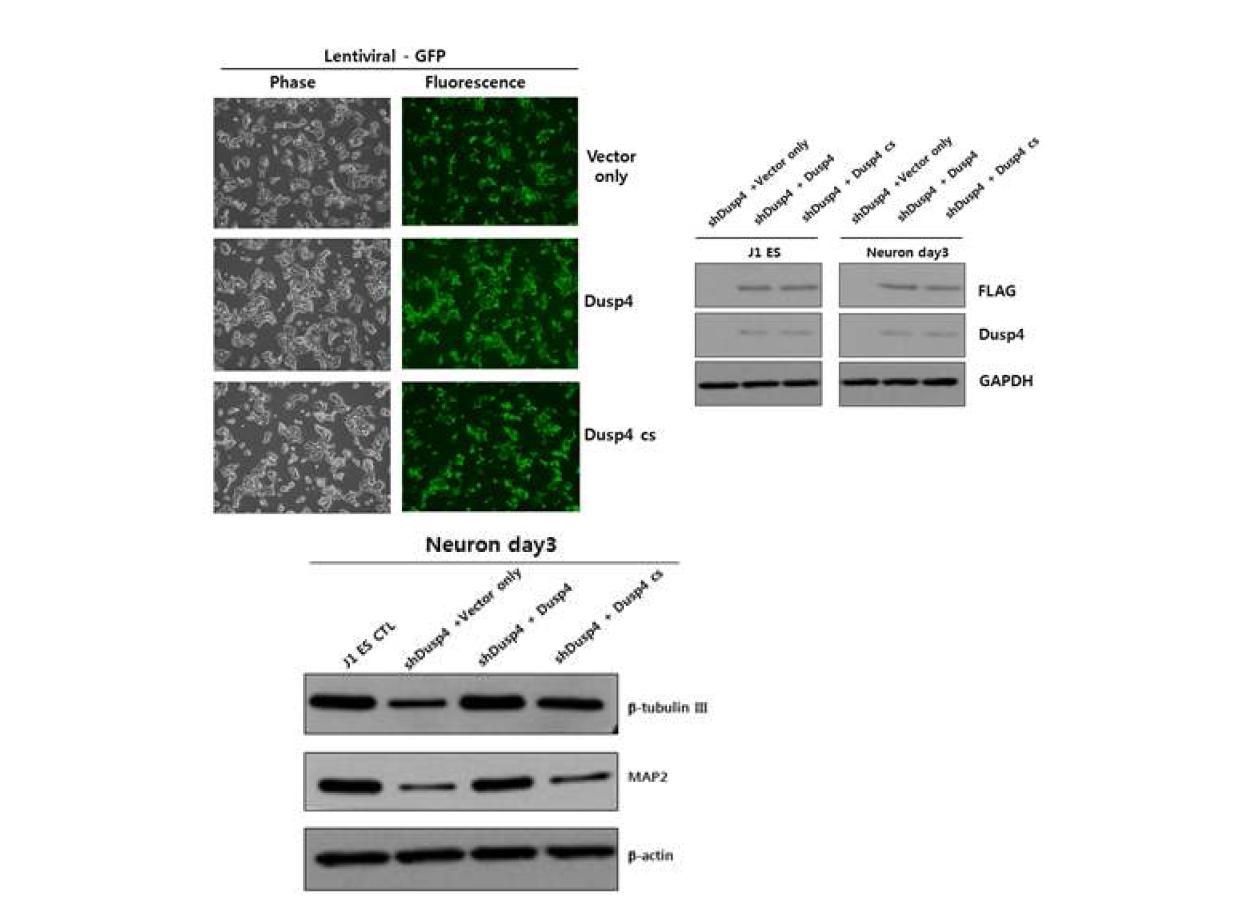 Dusp4-shRNA를 통해 발현을 억제시킨 J1ES 세포에 dusp4 또는 dusp4-CS mutant를 과발현 시킴. Dusp4의 발현량이 회복됨을 확인. 각각의 세포를 신경세포로 분화 시킨 후 3일째에 신경세포 특이적 단백질의 발현을 조사함.
