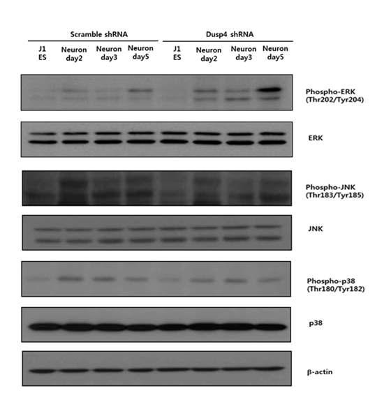 Dusp4-srRNA 발현시, 신경세포 분화 과정에서 ERK1/2, JNK, p38의 인산화 상태 조사.
