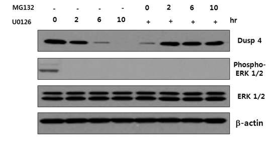 J1ES 세포에 U0126 단독 또는 MG132와 함께 처리 후, dusp4, phospho-ERK1/2 의 발현 상태를 조사.