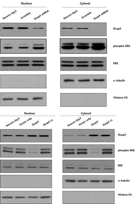 Dusp-4 knock-down 세포 및 과발현 세포에서 세포질과 핵층으로 분리된 sample을 이용한 dusp-4 및 ERK1/2의 발현 및 인산화 상태의 확인.