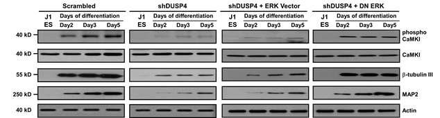 Dusp4 발현 억제 세포 및 ERK1/2 과발현된 신경세포에서 CaMKI의 인산화 상태 확인