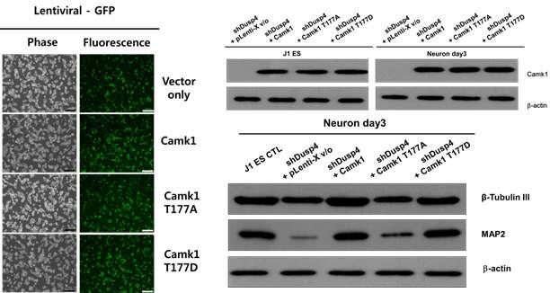 Dusp4 knock-downed J1ES 세포에 CaMKI, CaMKI T177A, CaMKI T177D를 과발현하는 세포를 제작 후 신경세포로 분화를 유도, 신경세포 특이 단백질의 발현을 확인함.
