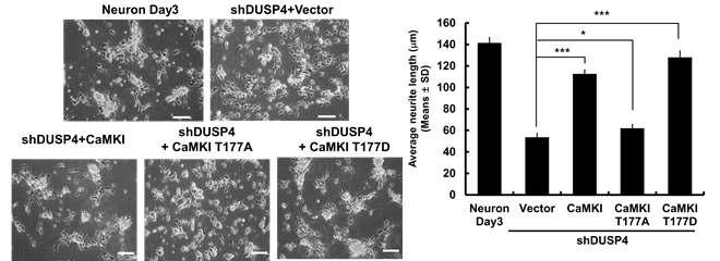 Dusp4 knock-downed J1ES 세포에 CaMKI, CaMKI T177A, CaMKI T177D를 과발현하는 세포를 제작 후 신경세포로 분화를 유도, neurite outgrowth 길이를 측정함.