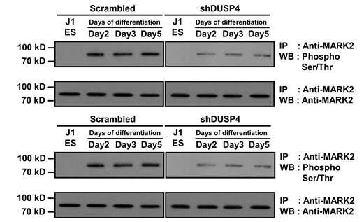 Dusp4 knock-downed J1ES 세포에서 CaMKK와 MARK2의 인산화 상태를 western blot assay를 통해 확인함,
