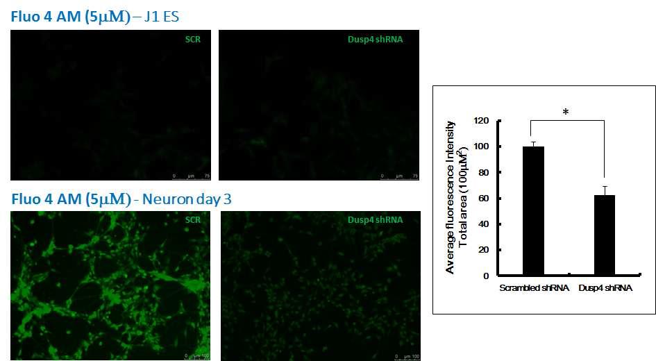 Dusp4 knock-downed J1ES 세포에서 신경세포로 분화를 유도한 후 세포내 칼슘 농도를 측정함.