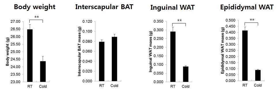 추위노출에 따른 Beige cell의 활성화시에 체중 및 지방의 크기 변화