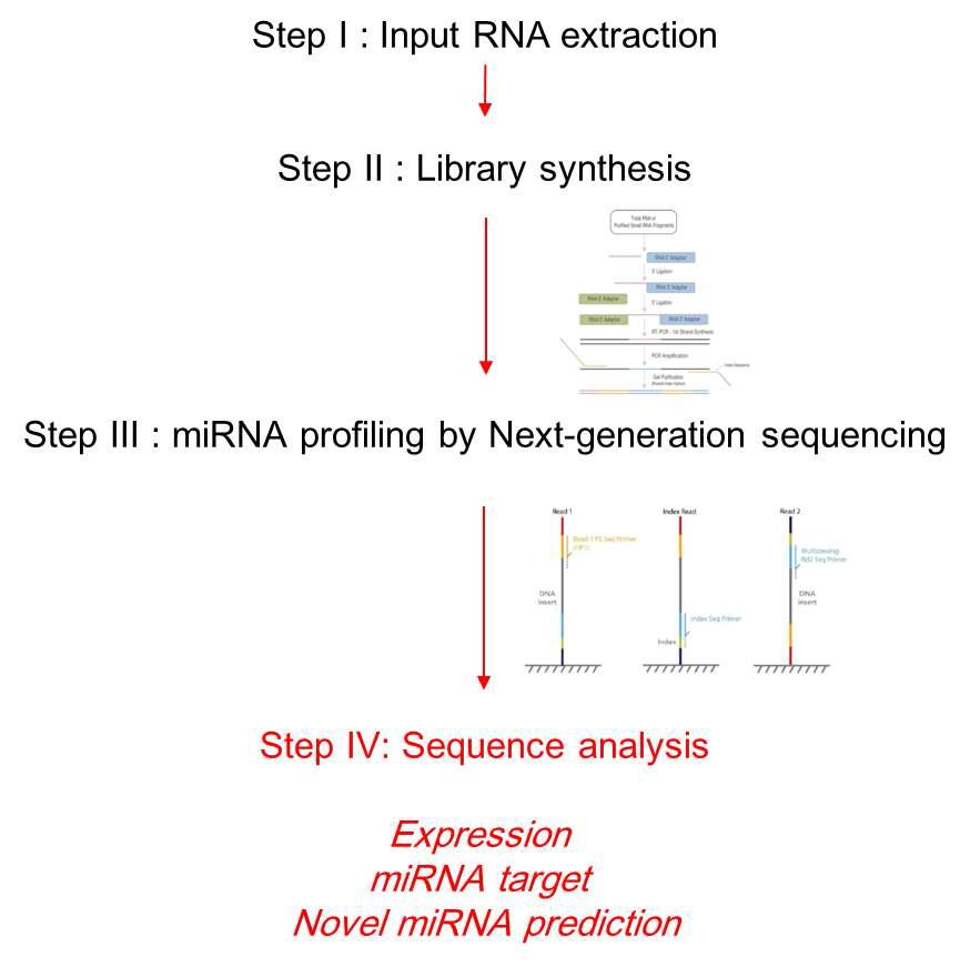 miRNA 발현 분석을 위한 workflow