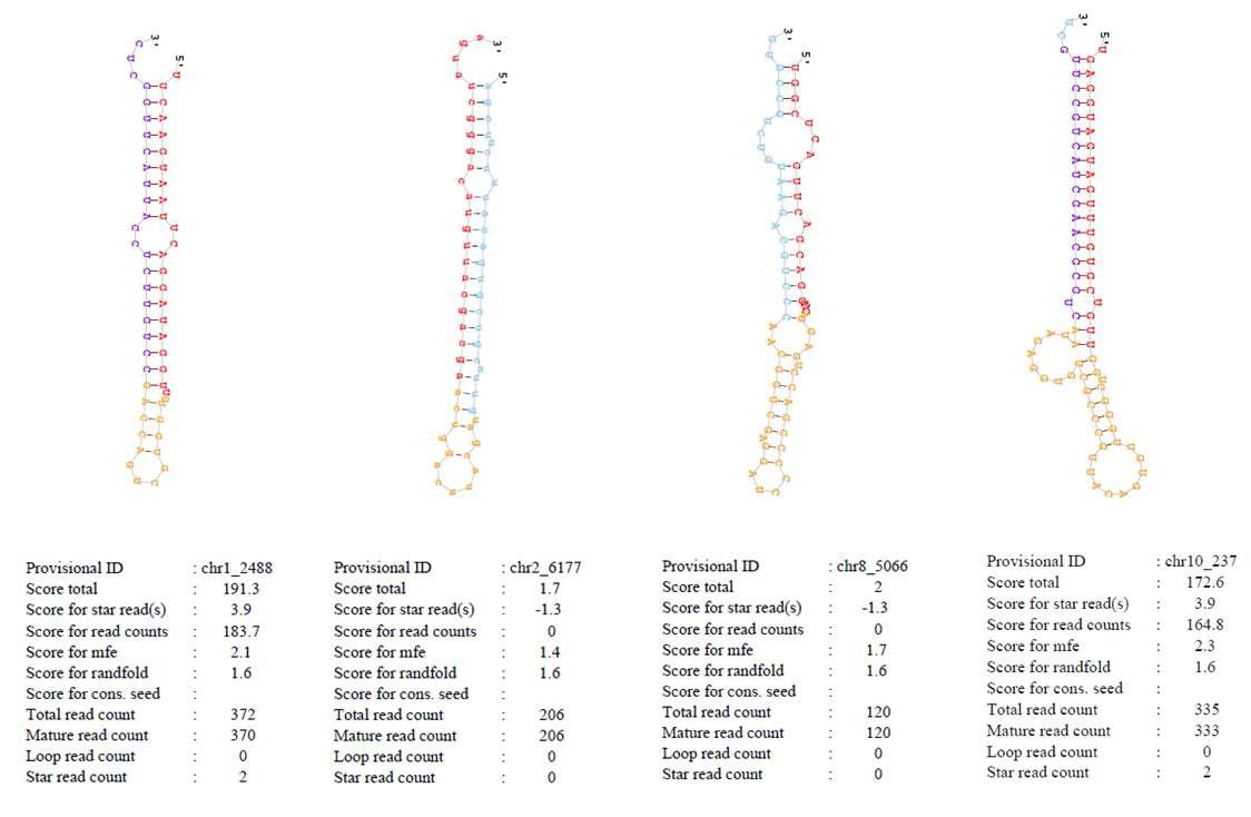 novel miRNAs의 chromosome 위치와 구조