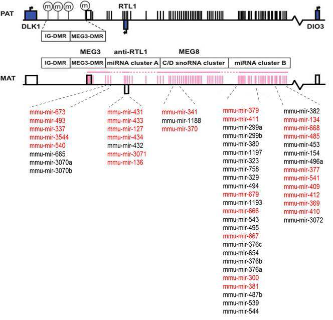 노화되면서 감소되는 28개의 miRNA와 그들의 genomic location