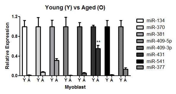 myoblast sample에서 타겟 miRNA들의 발현 확인