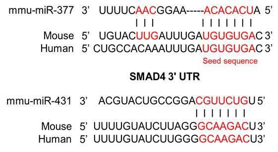 SMAD4 3’UTR 내의 miR-377 –431에 대한 seed sequence.