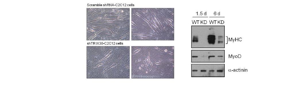 shTRIX30-C2C12 세포에서의 분화 저해