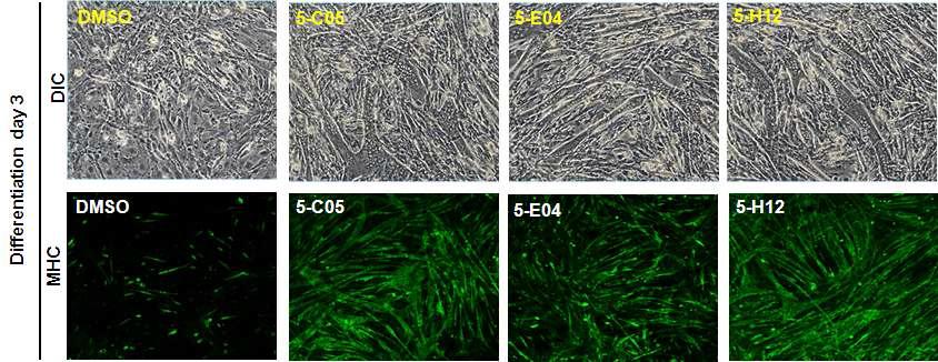 3개 약물에 대한 C2C12 세포주 분화효과 현미경 사진 (상) 및 MHC immunofluorescence 염색 (하)