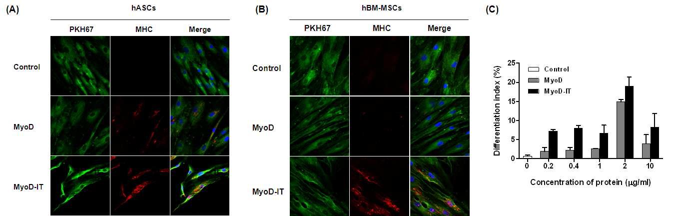 MyoD 단백질을 이용한 중간엽줄기세포의 근육 분화근육 분화가 유도된 지방