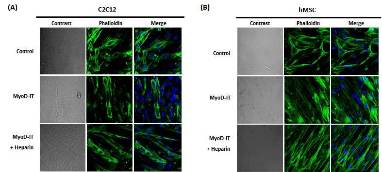 MyoD-IT 단백질과 heparin을 이용한 근육 분화 유도 실험