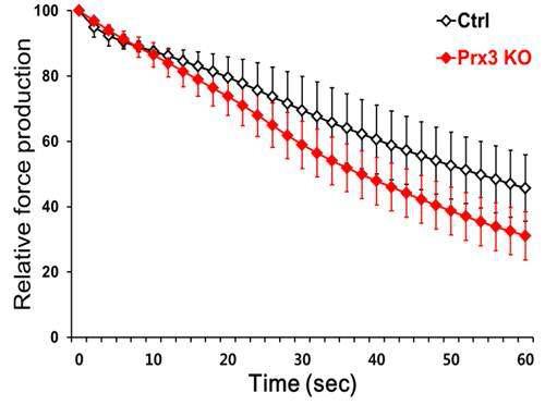 Fatigue of soleus muscle