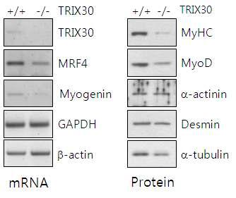 TRIX30-/- 마우스에서 근육 특이적 전사인자 감소 확인