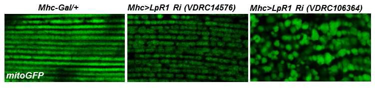 근육 특이적 LpR1 발현 억제시 mitochondria 확인