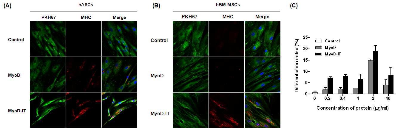 MyoD 단백질을 이용한 중간엽줄기세포의 근육 분화근육 분화가 유도된 지방 (A) 및 골수 유래 중간엽 줄기세포 (B). MyoD 단백질 처리 농도에 따른 근육 분화 index 수치 (C)