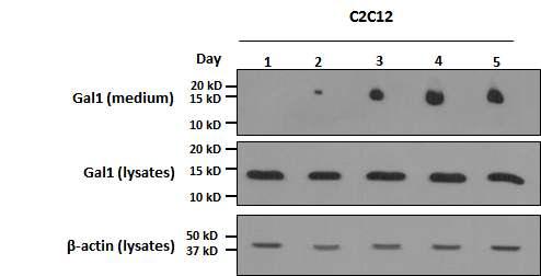 근육 분화 과정 동안 배양액 및 세포 lysate의 Gal1의 양 변화