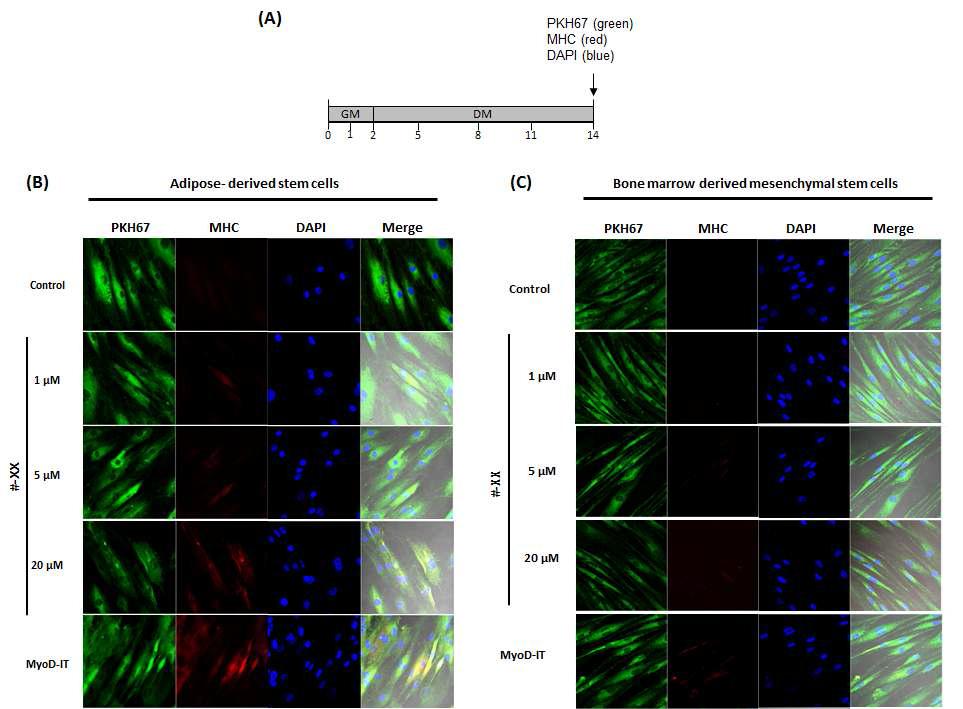 #-XX 약물 처리를 통한 중간엽줄기세포의 근육 분화 유도 관찰(A) 실험개요, (B) 지방유래 중간엽줄기세포, (C) 골수유래 중간엽줄기세포