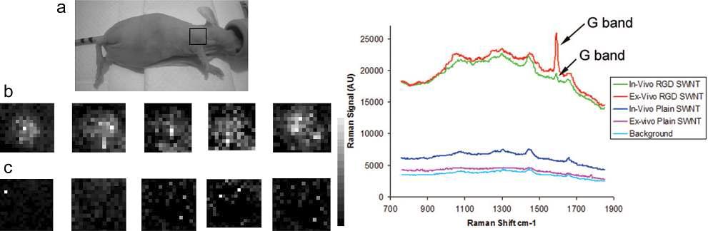 RGD-탄소나노튜브를 이용한 생체라만분광영상 및 그에 따른 라만 스펙트럼