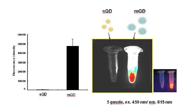 sQD 및 mQD사이의 형광밝기 비교