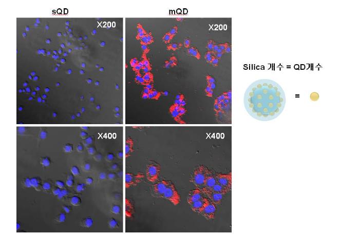 QDs2의 세포내 이입 확인 실험