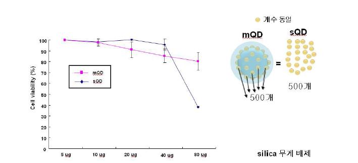 QDs2 처리 세포에서의 세포 독성 test