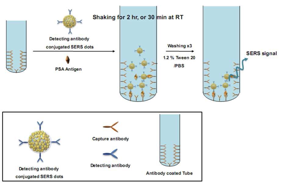 SERS 나노입자의 체외 진단 응용 실험 개략도