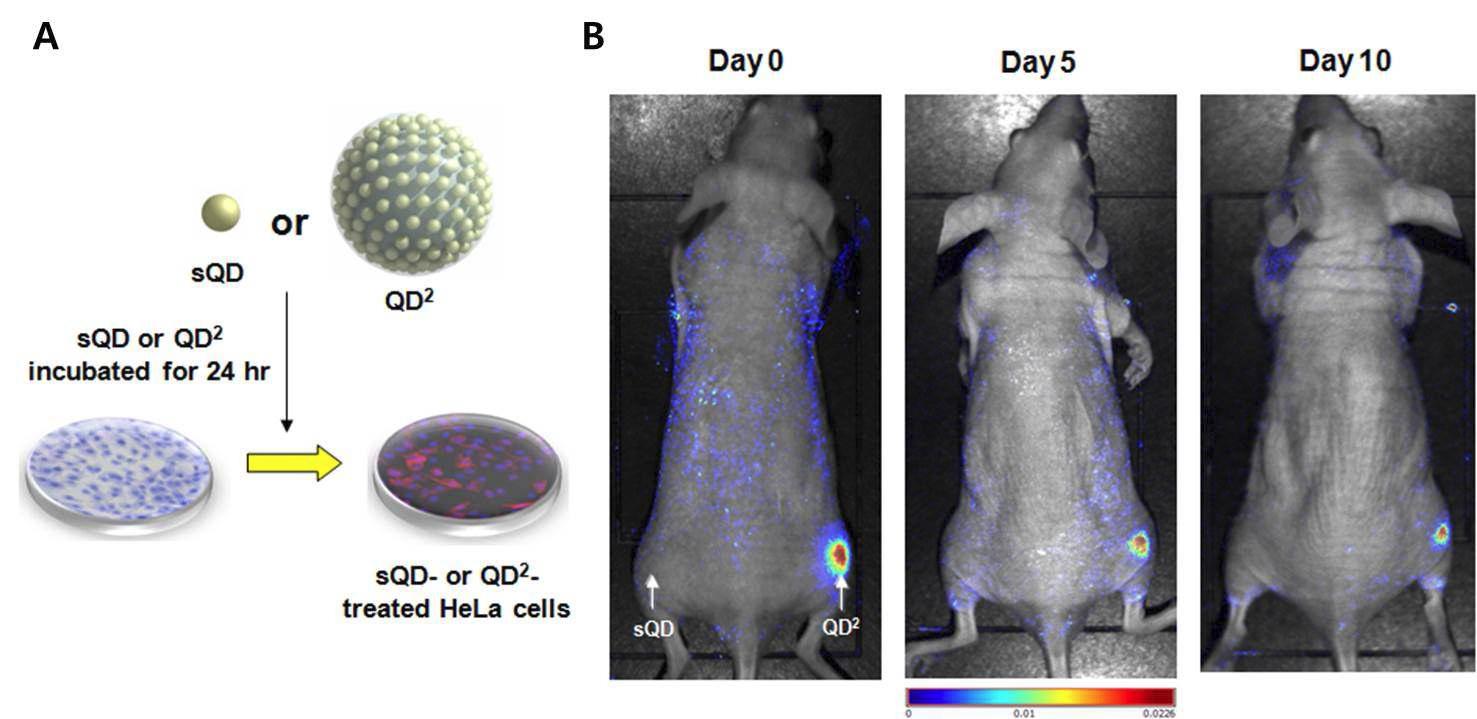 Quantum dot square의 in vitro study 개념 (A) 및 in vivo 영상 (B)