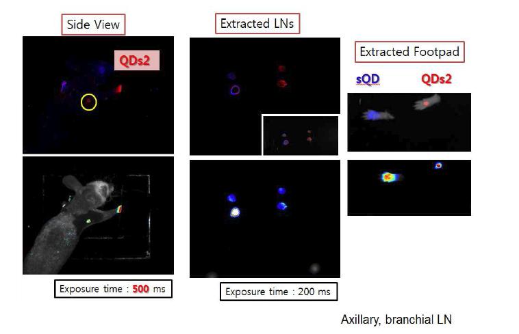QD2 나노입자의 lymph node표적 영상화