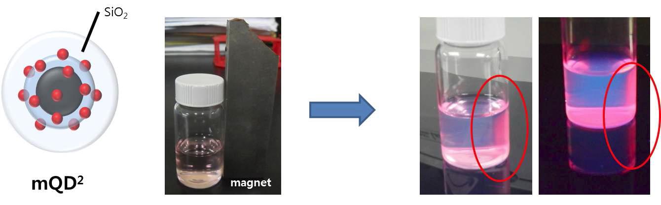 Quantum dot embedded magnetic nanoparticle (mQD2)의 자성 및 형광 시그널 확인