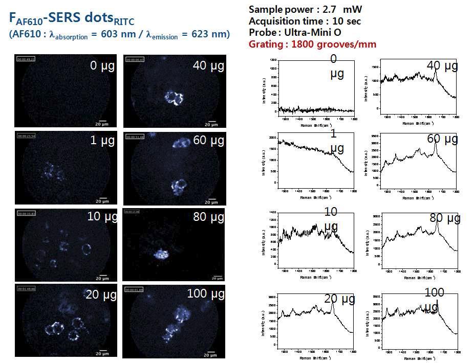 HeLa 세포에서 Cell vizio의 real-time Fluorescence/Raman detection을 확인