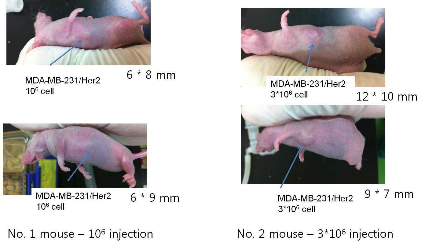 Breast cancer cell line을 이용한 orthotopic xenograft (day 11)