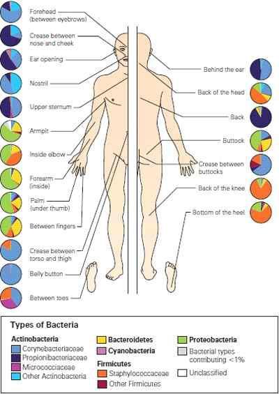 피부에 대한 미생물 다양성