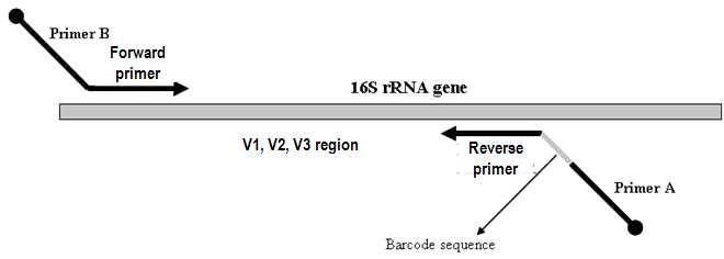 16S rRNA gene 분석을 위한 amplicon 위치