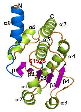 DUSP26-N 단백질 삼차구조