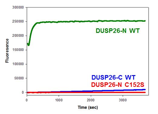 DUSP26 단백질 탈인산화 활성 확인