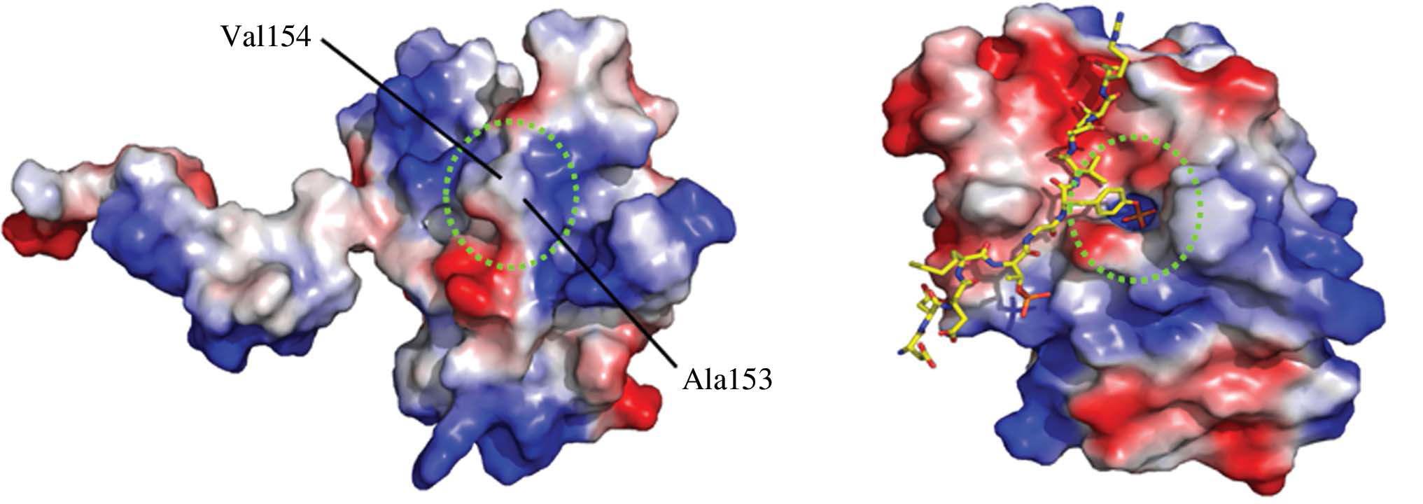 표면 전기분포도로 나타낸 DUSP26-C(좌측)와 VHR-peptide 복합체(우측)