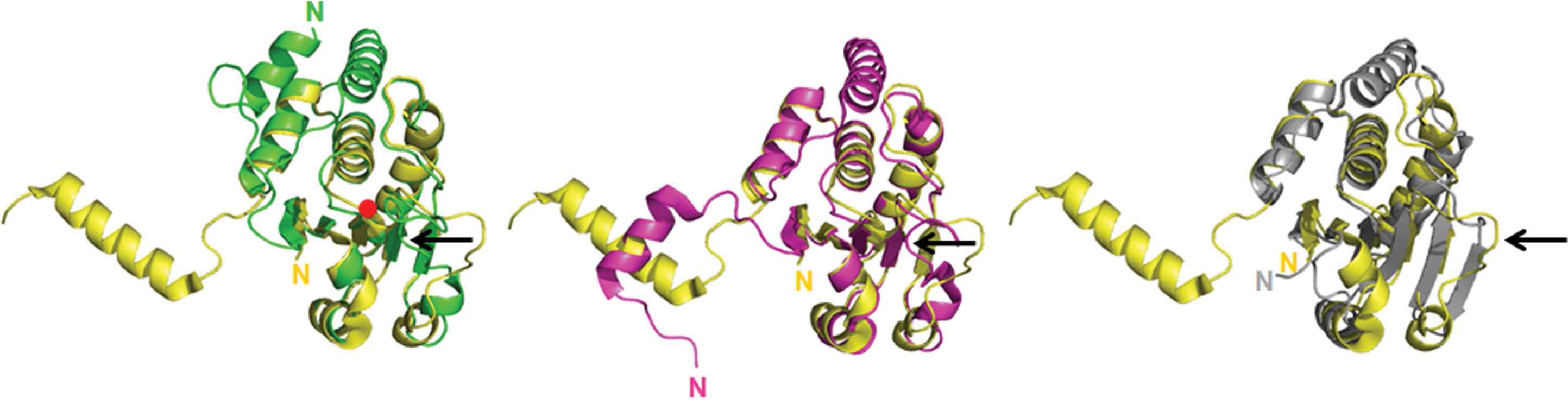 DUSP26-C(노랑)와 다른 DUSP 단백질(VHR:초록, DUSP27:보라, MKP-4:회색)과의 구조 비교
